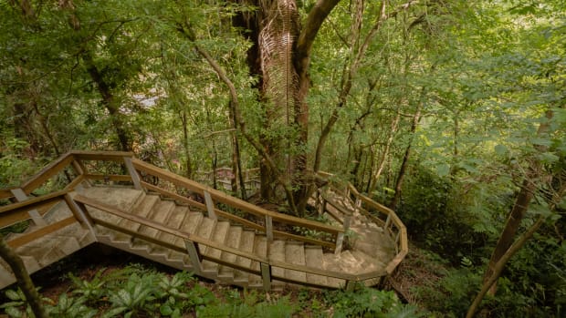 In the Rainforest Belize Sleeping Giant